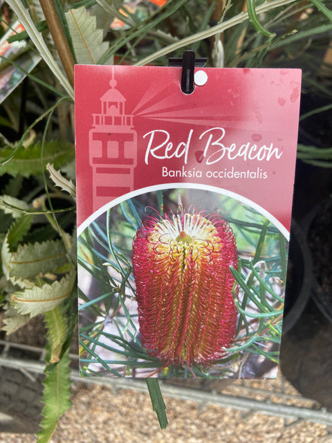 Banksia occidentalis'Red Beacon' 250mm