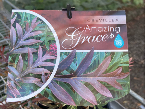 Grevillea laurifolia 'Amazing Grace' 140 mm