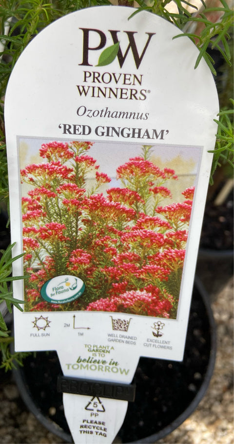 Ozothamnus diosmifolius 'Red Gingham' 140mm