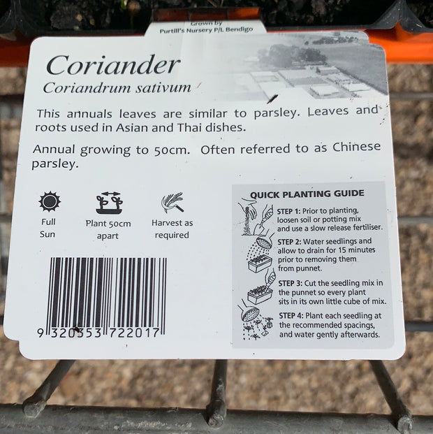 Coriander - Purtill Ma