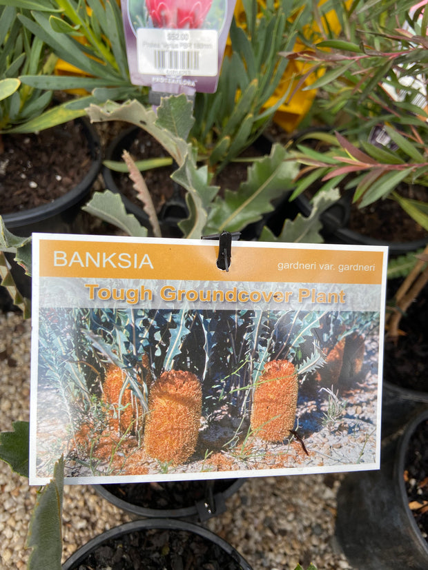 Banksia Gardneri 140mm