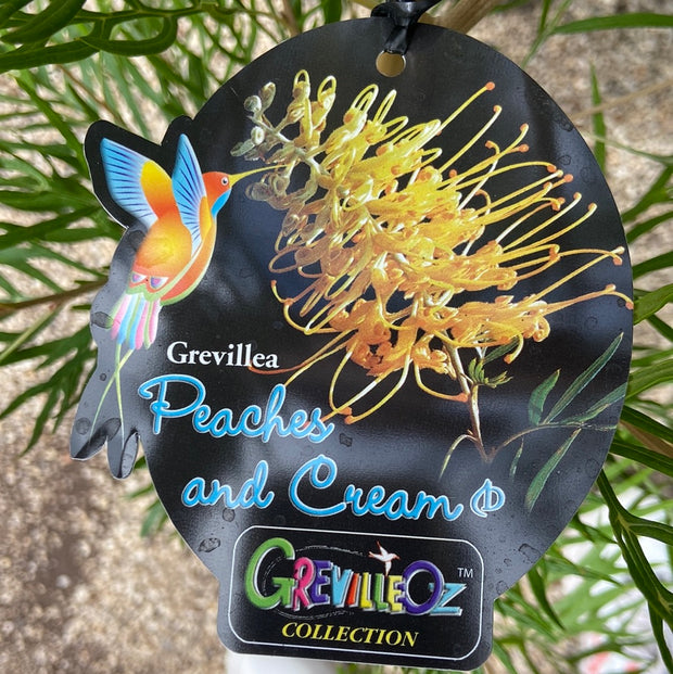 Grevillea Peaches&Cream 330mm
