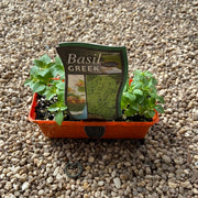 Basil ‘Greek’ - Purtill