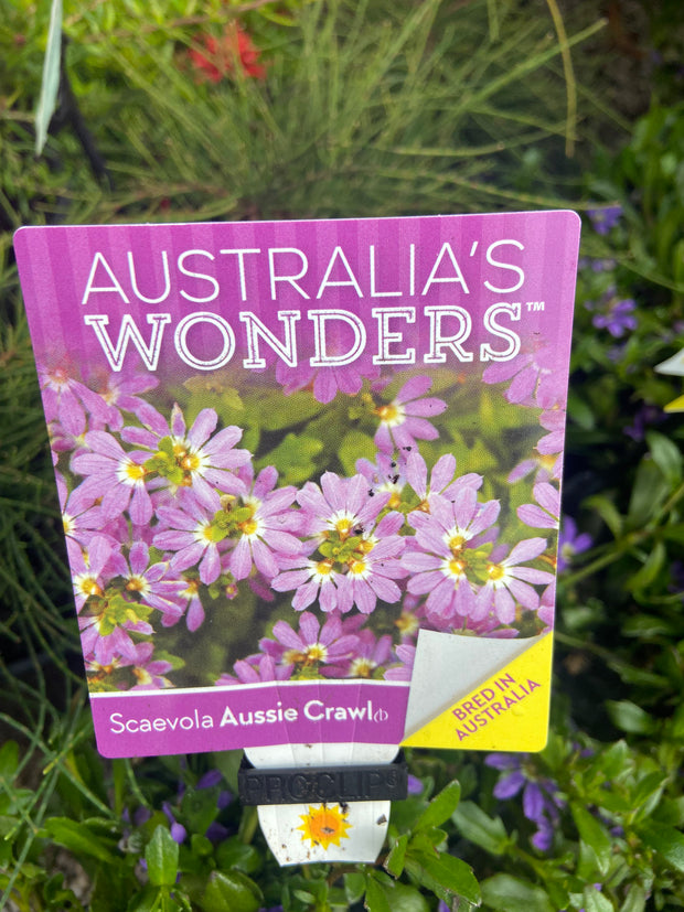 Scaevola 'Aussie Crawl' 140mm