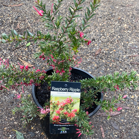 Grevillea Raspberry Ripple 200mm – Great Ocean Road Nursery ABN 61907322965