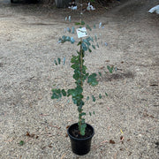Eucalyptus Cephalocarpa 250mm