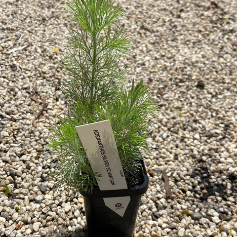 Adenanthos silver sensation 70mmTube