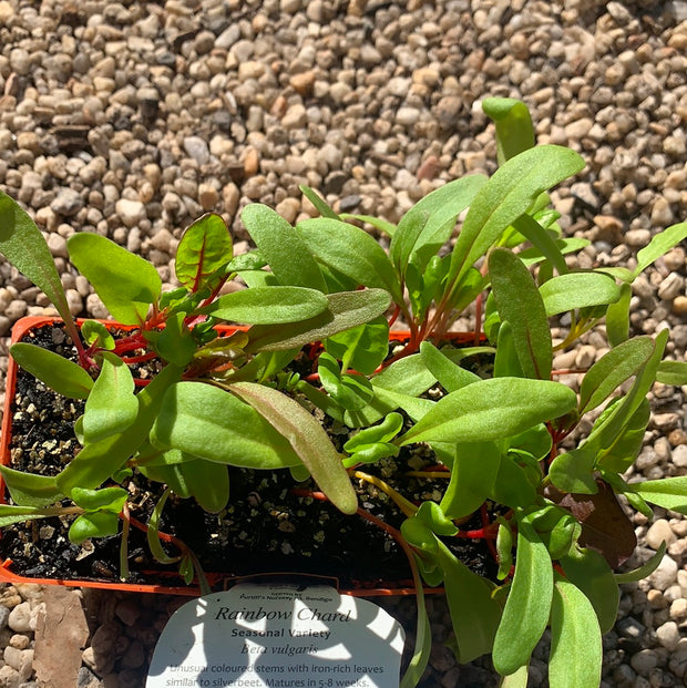 Rainbow chard Season variety- Purtill