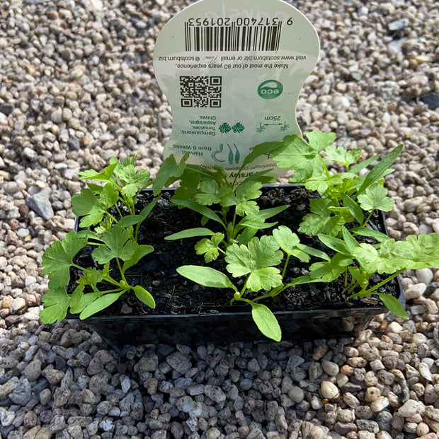 Parsley Italian - Scotsburn
