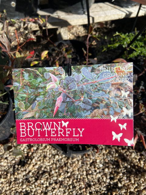 Gastrolobium Praemorsum 'Brown Butterfly'