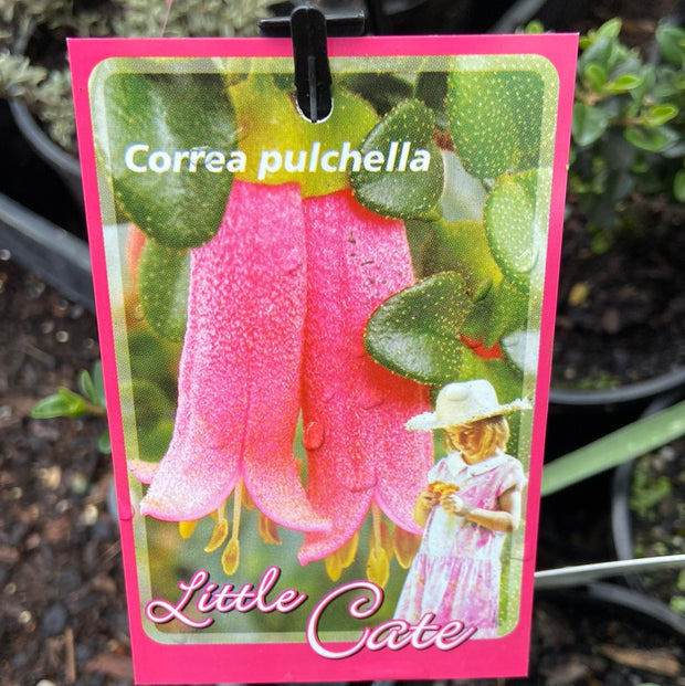 Correa Little Cate Tube