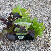 Lettuce ‘Baby Combo’ - Scotsburn