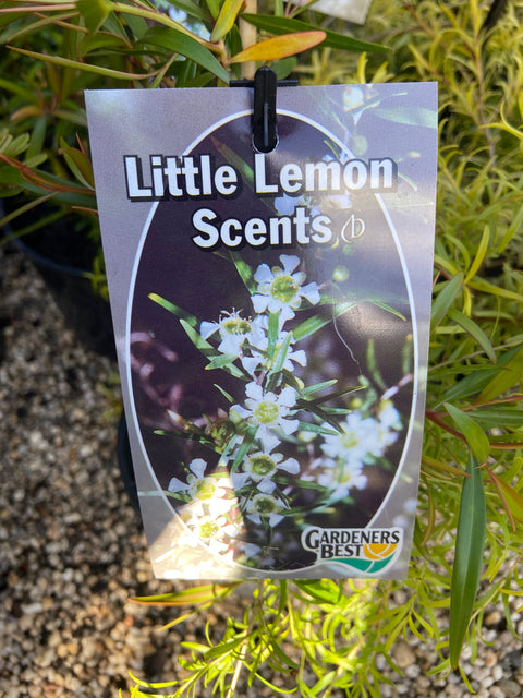 Leptospermum 'little lemon scents' 140mm
