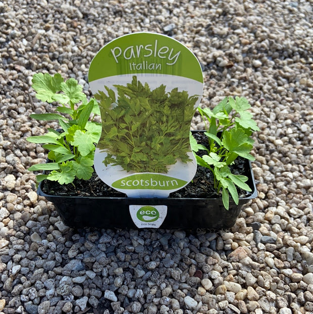 Parsley Italian - Scotsburn