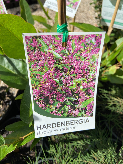 Hardenbergia violacea Happy Wanderer 140mm
