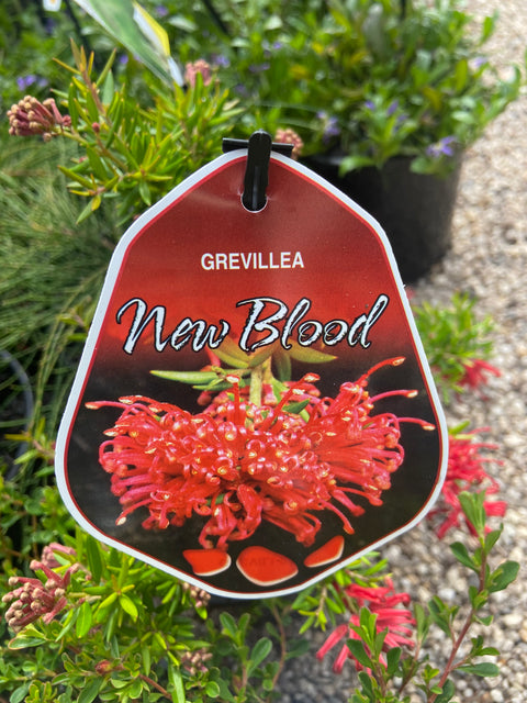 Grevillea 'New Blood' 140mm