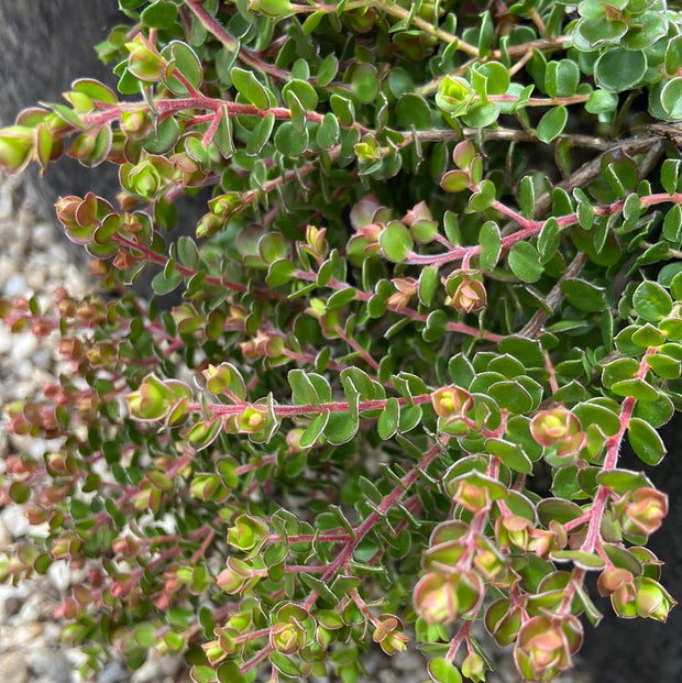 Leptospermum Julie Anne 140mm