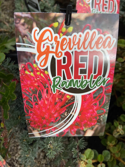 Grevillea humifusa 'Red Rambler' 140mm
