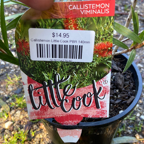 Callistemon Little Cook PBR 140mm