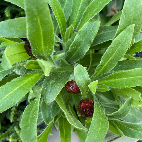 Bracteantha "Mohave Dk Red' 140mm