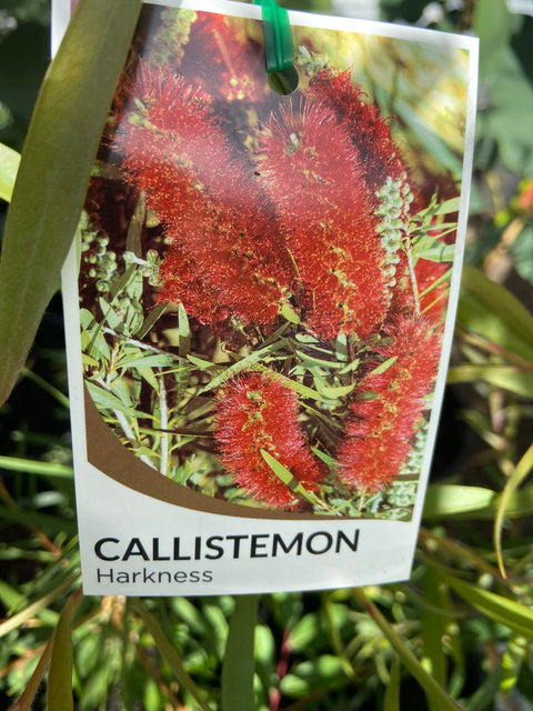 Callistemon Harkness 250 mm
