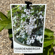 Hardenbergia violacea Flat White 140mm