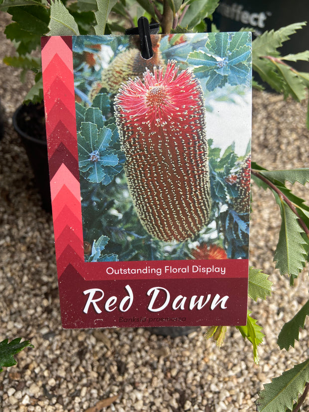Banksia Praemorsa 'Red Dawn' 140mm