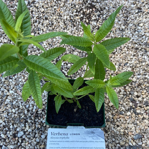 Verbena Lemon - Maxi- Purtill