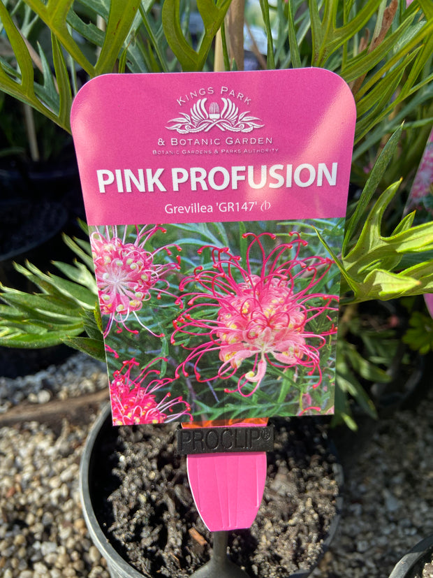 Grevillea hybrid Pink Profusion 140mm