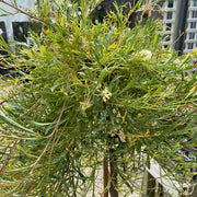 Grevillea Synapheae Standard 300mm