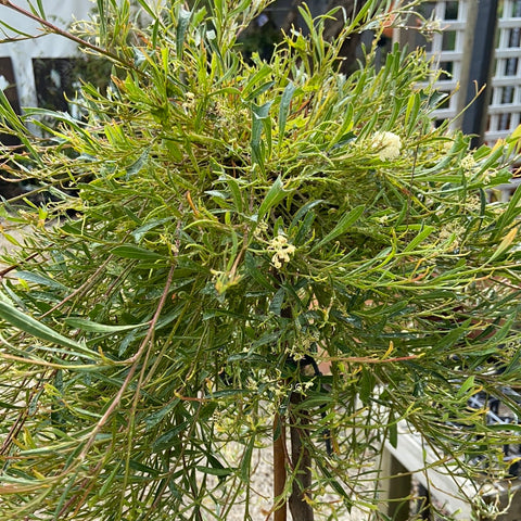 Grevillea Synapheae Standard 300mm
