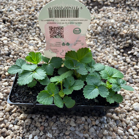 Strawberry ‘Temptation’ - Scotsburn