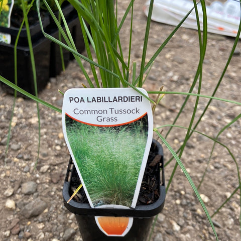 Poa Labillardieri Tube