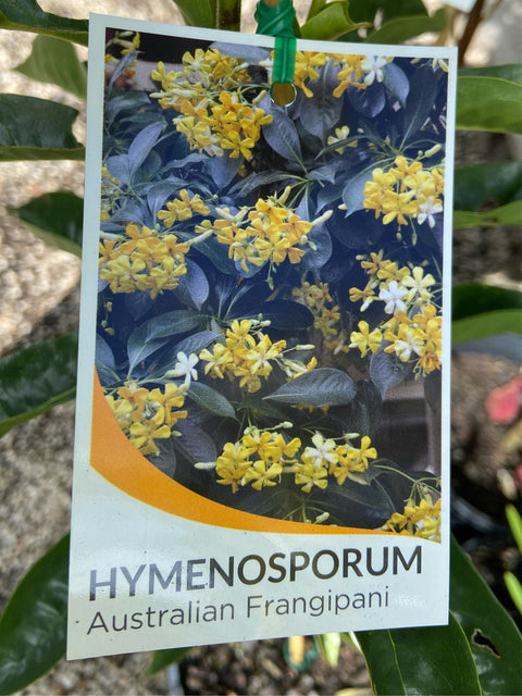 Hymenosporum flavum 140mm