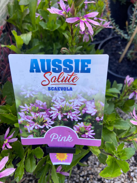 Scaevola 'Aussie Salute Pink 140mm