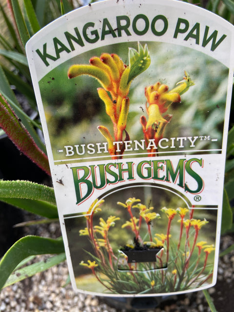 Anigozanthos 'Bush tenacity' 140mm
