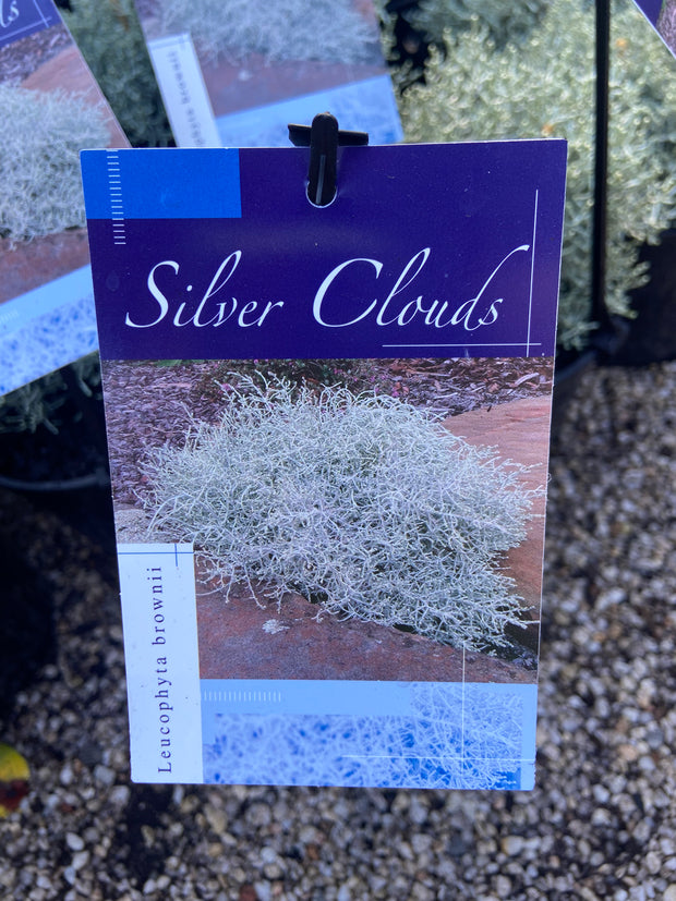 Leucophyta brownii 'Silver Clouds' 140mm