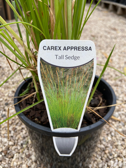 Carex Appressa 140mm