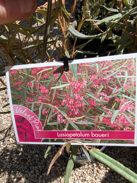 Lasiopetalum Baueri 140mm