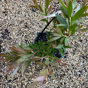 Callistemon Pink Alma 140mm