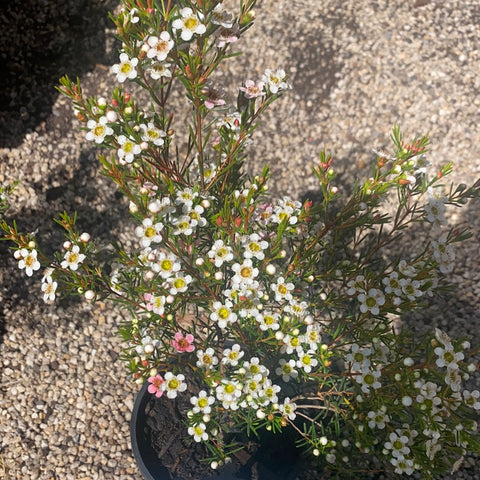 Chamelaucium My Sweet Sixteen 140mm