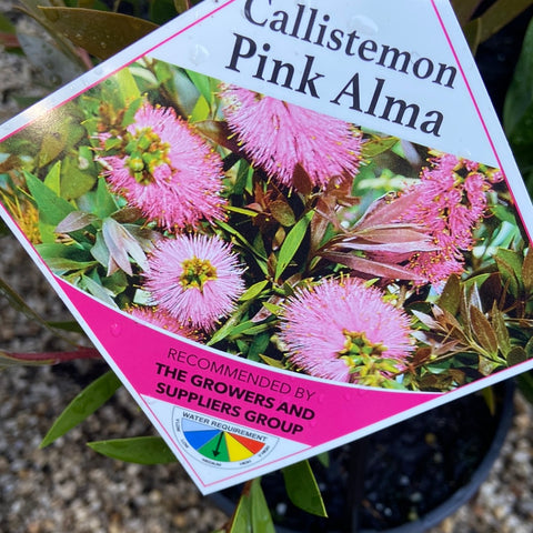Callistemon Pink Alma 140mm