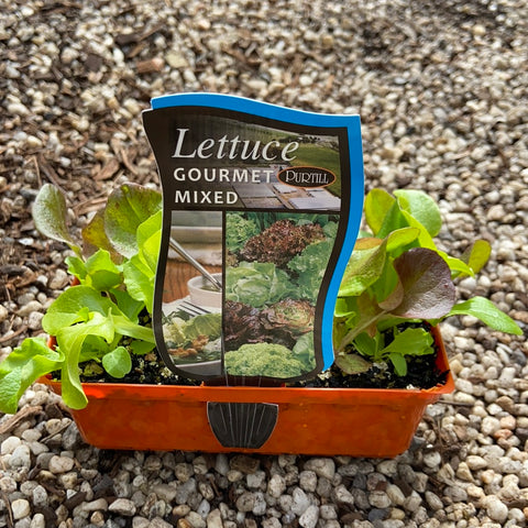 Lettuce ‘Gourmet Mixed’ - Purtill