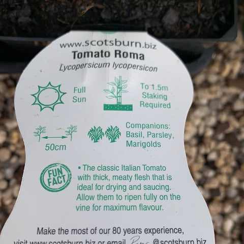 Tomato ‘Roma’ maxi - Scotsburn