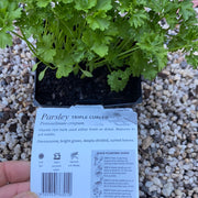 Parsley ‘triple curled’ - Purtill max