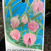 Guichenotia ledifolia 140mm