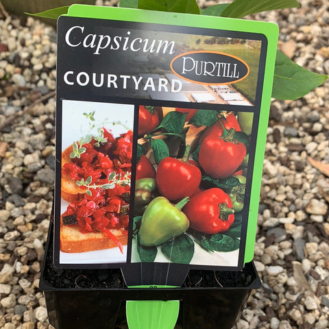 Capsicum ‘Courtyard’ - Purtill maxi