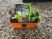 Lettuce ‘Babyleaf mixed’ - Purtill