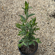 Eremophila 'Crazy Gal' 200mm