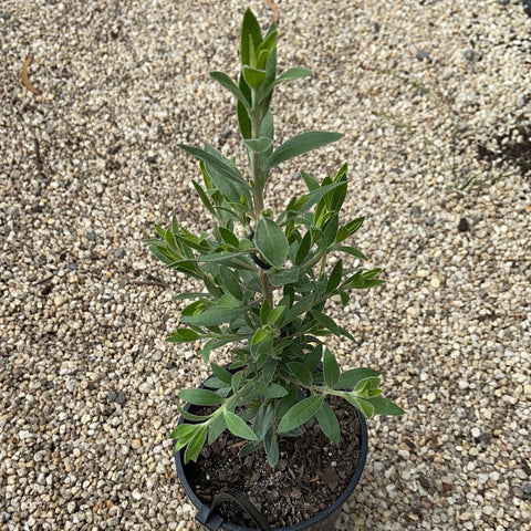 Eremophila 'Crazy Gal' 200mm